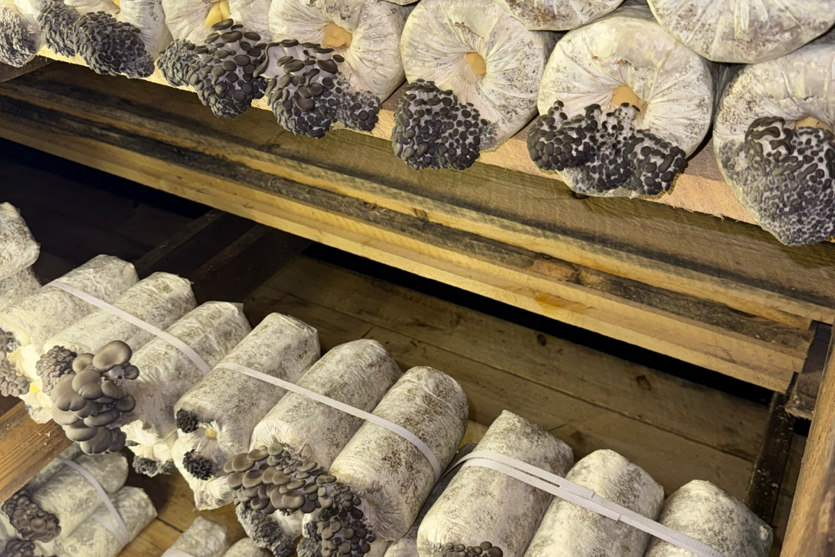 MAK Mushrooms variety 4